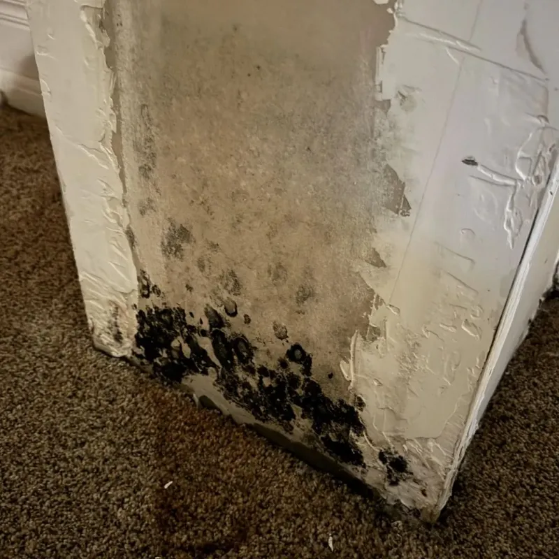 Professional Mold Removal in Lake Dallas, TX